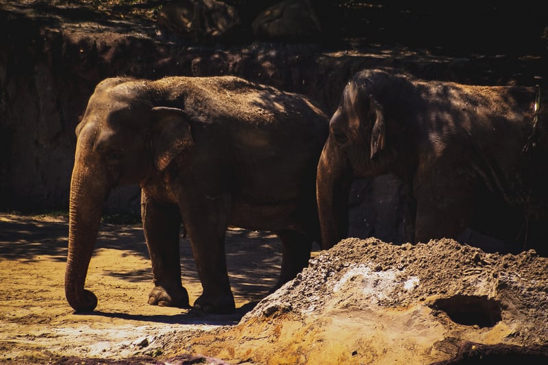 Busch Gardens Tampa Bay