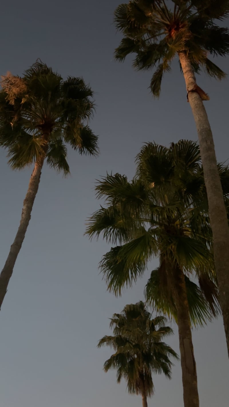 Bonita Springs Palm Grove