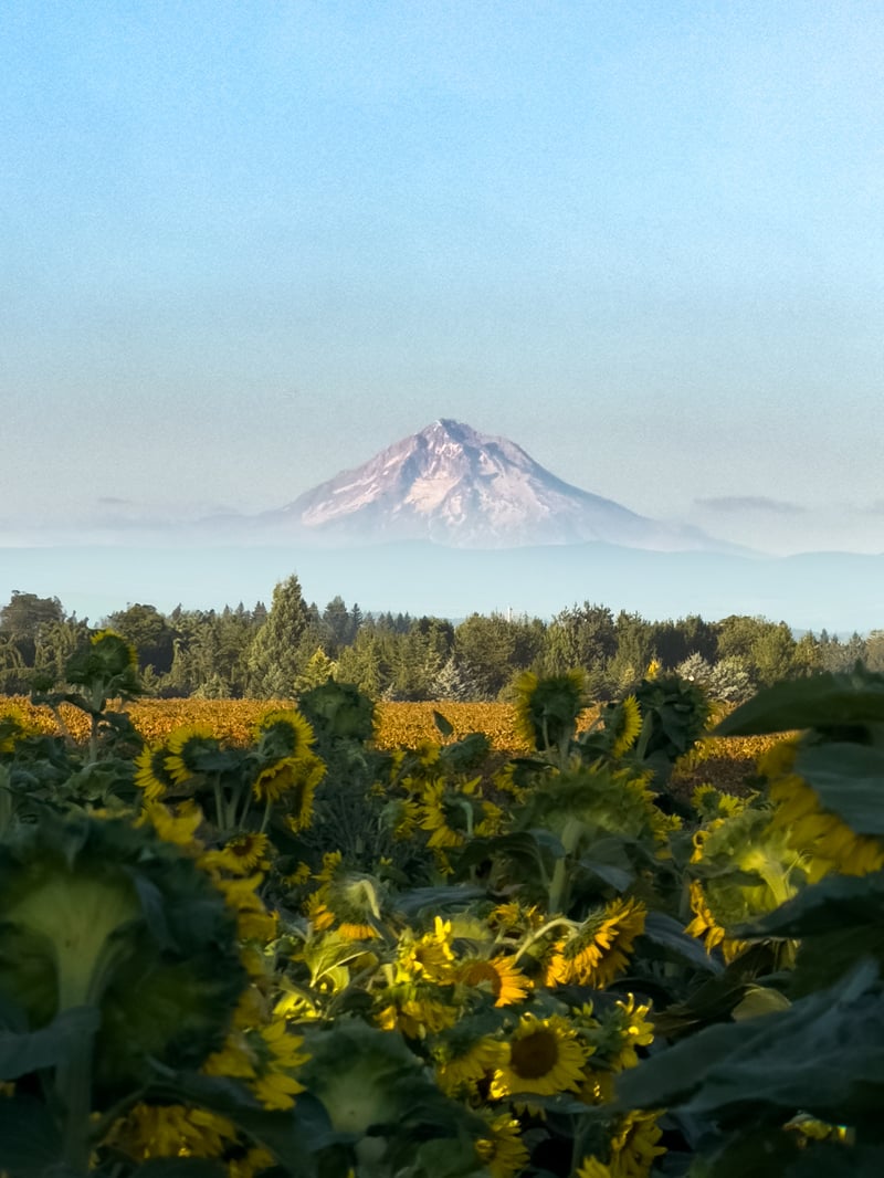 Wooden Shoe Tulip Farm