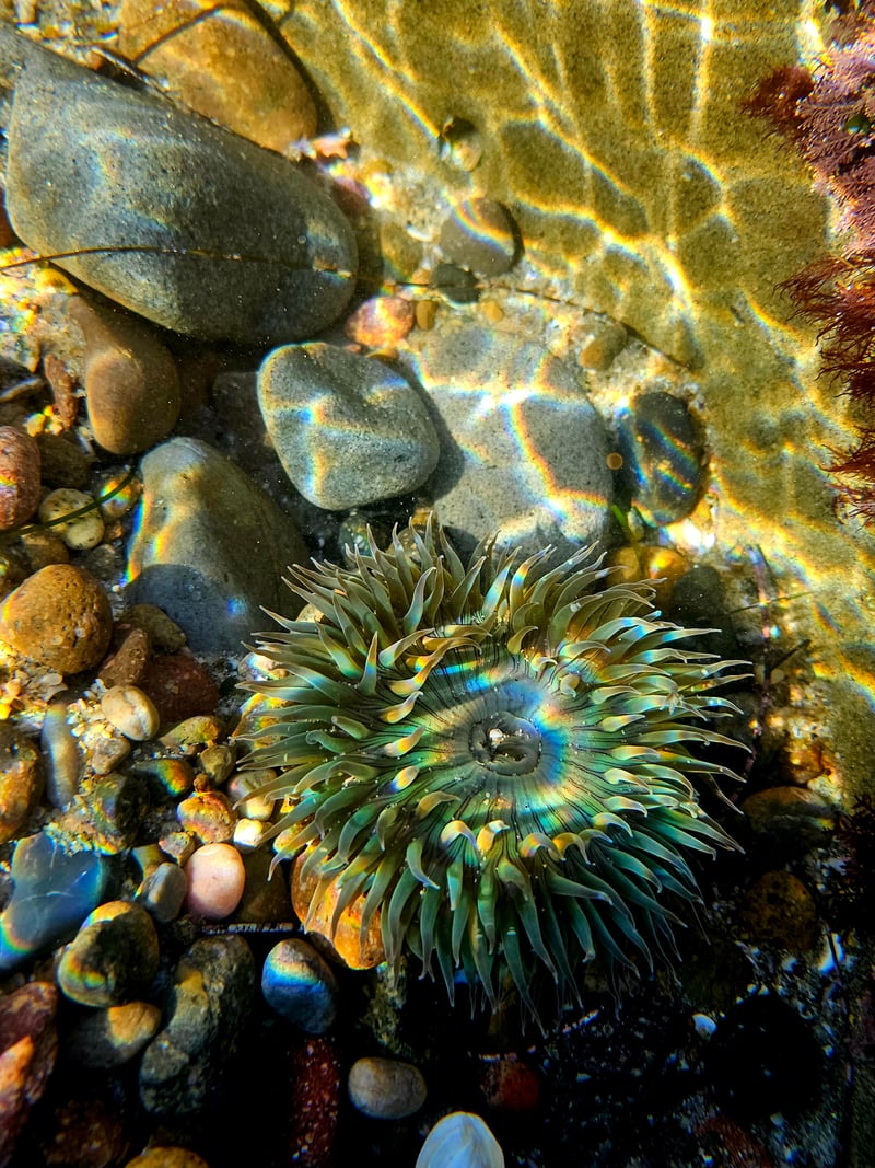La Jolla Tide Pools