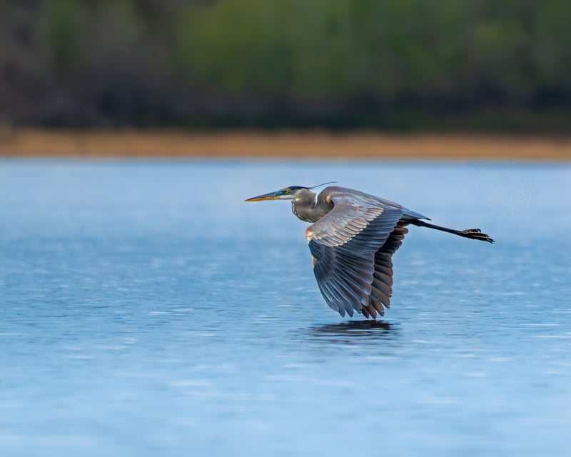 Myakka River Wetlands