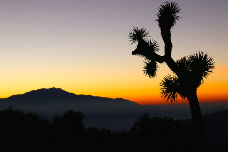 Joshua Tree Desert Overlook