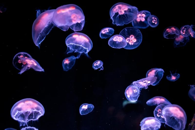 Birch Aquarium at Scripps