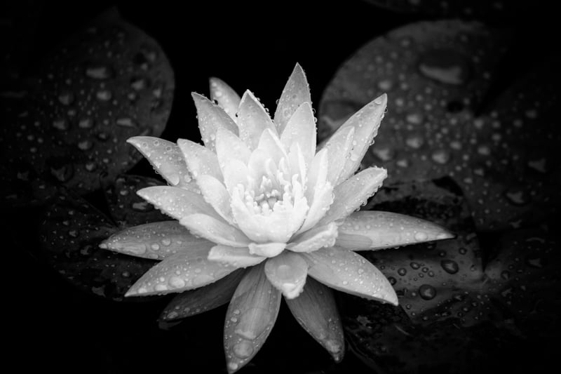 Balboa Park Lily Pond