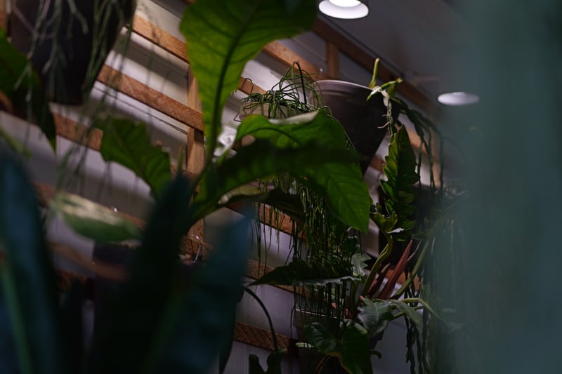 Syracuse Urban Plant Studio