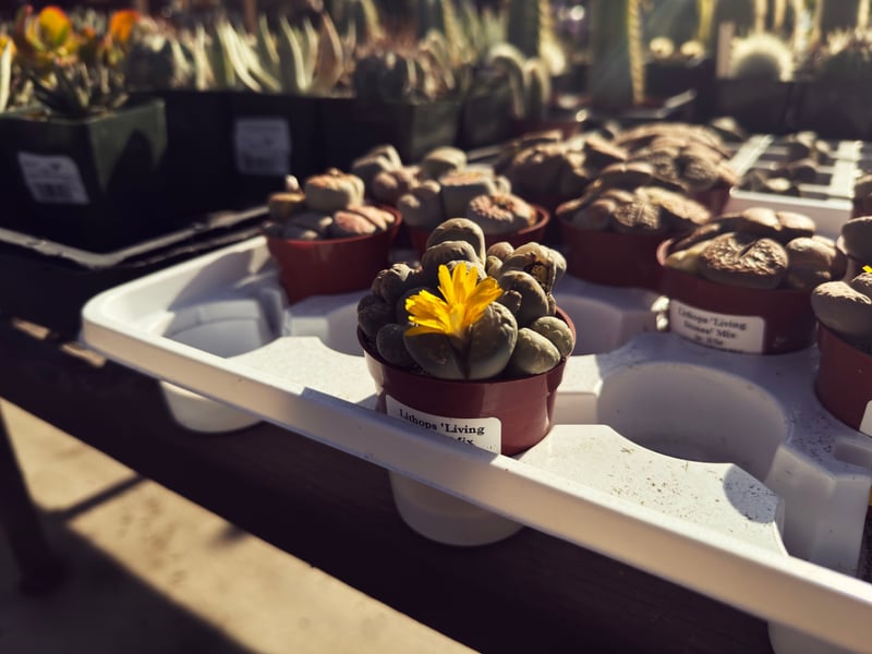 Walter Andersen Nursery