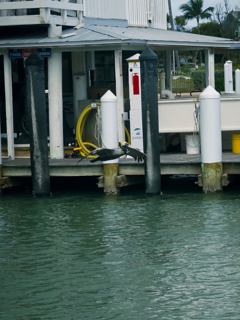 South Seas Island Resort Marina