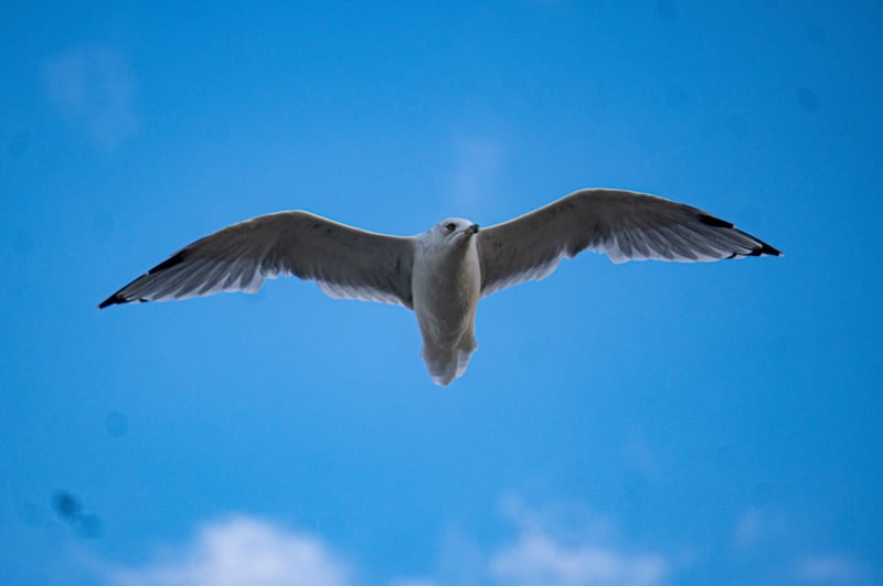 Chicago Lakefront Trail
