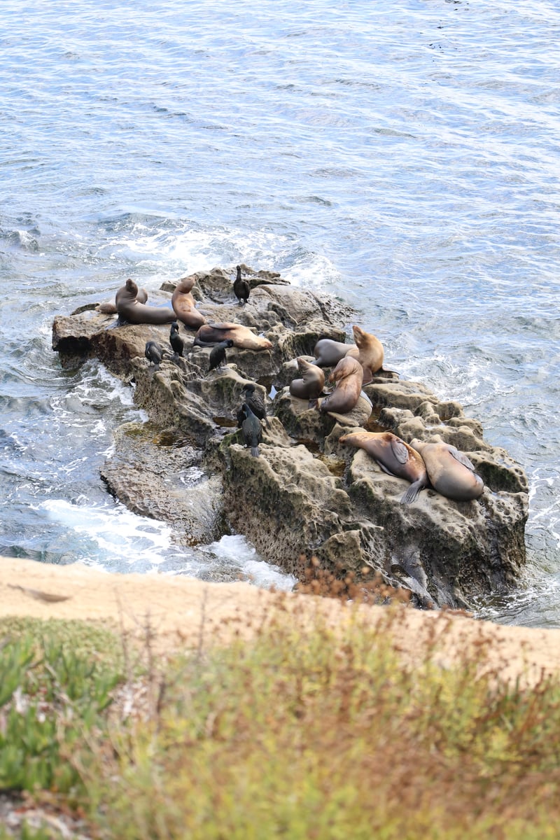 La Jolla Cove