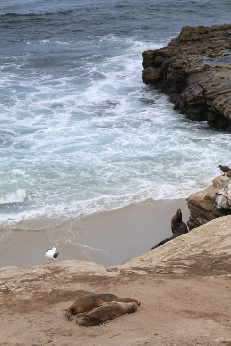 La Jolla Cove