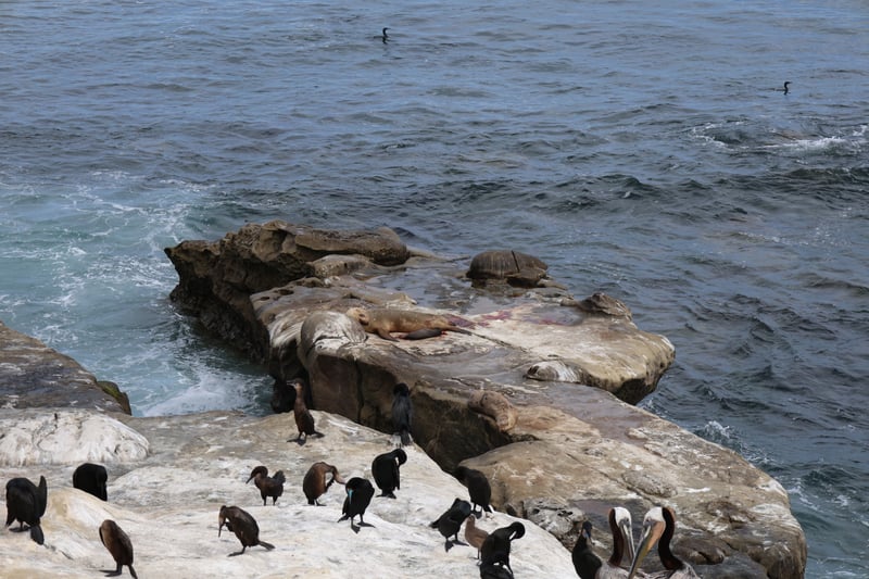 La Jolla Cove Cliffs