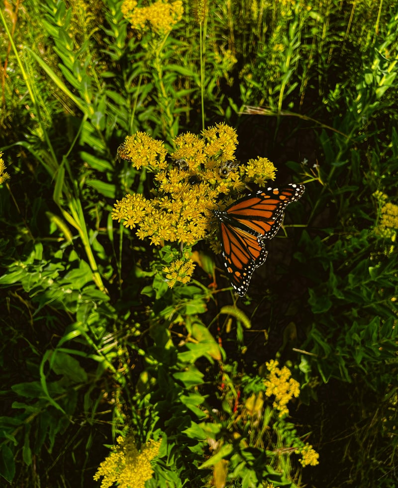 Minneapolis Sculpture Garden