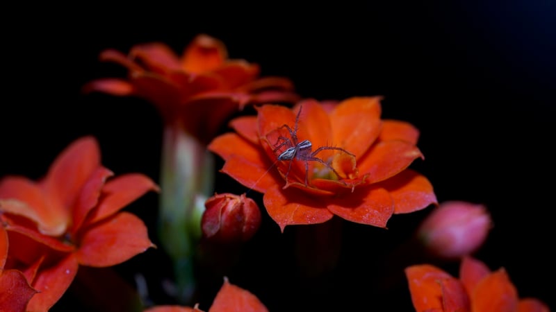 Firefly Street Garden
