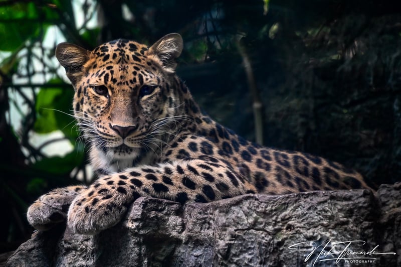 Amur Leopard Portrait Spot