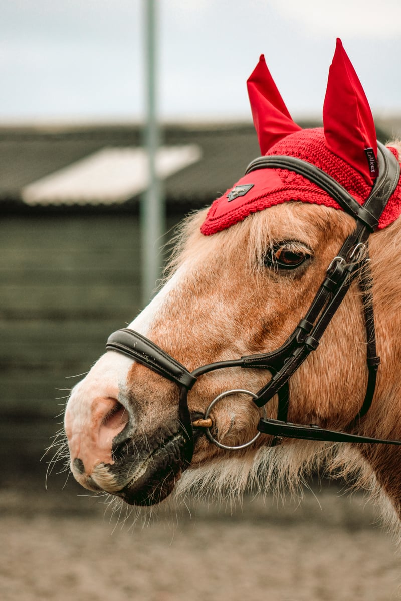 Pillmoss Farm Equestrian Area