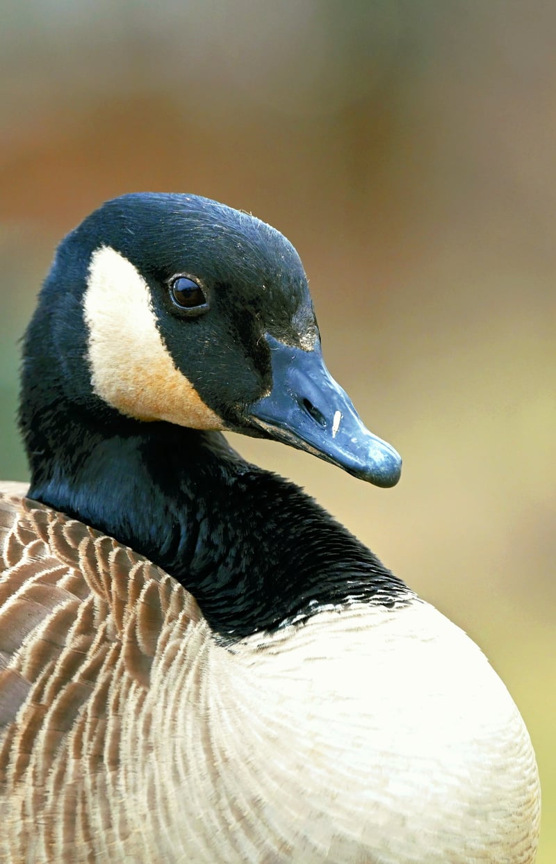 Accotink Bay Wildlife Refuge