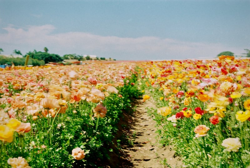 The Flower Fields at Carlsbad Ranch