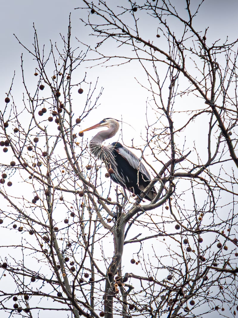 Bath Road Heronry