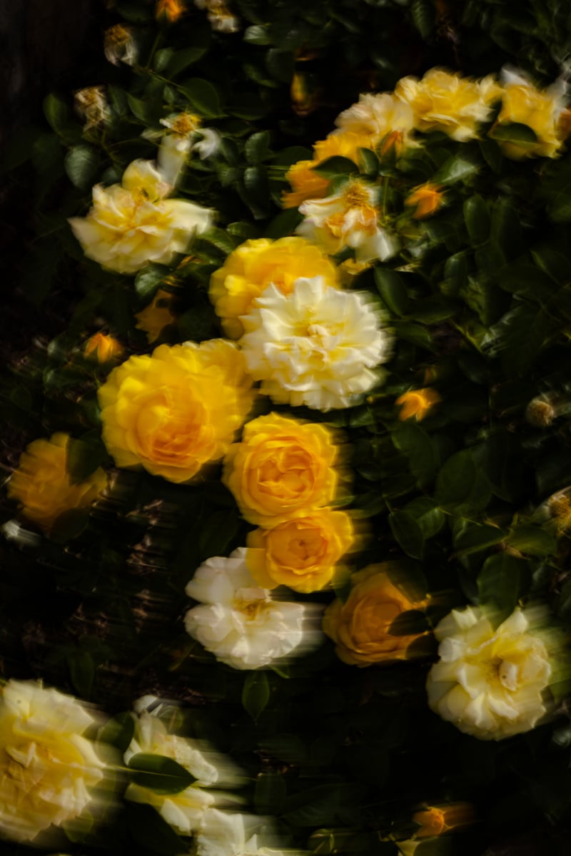 El Paso Municipal Rose Garden