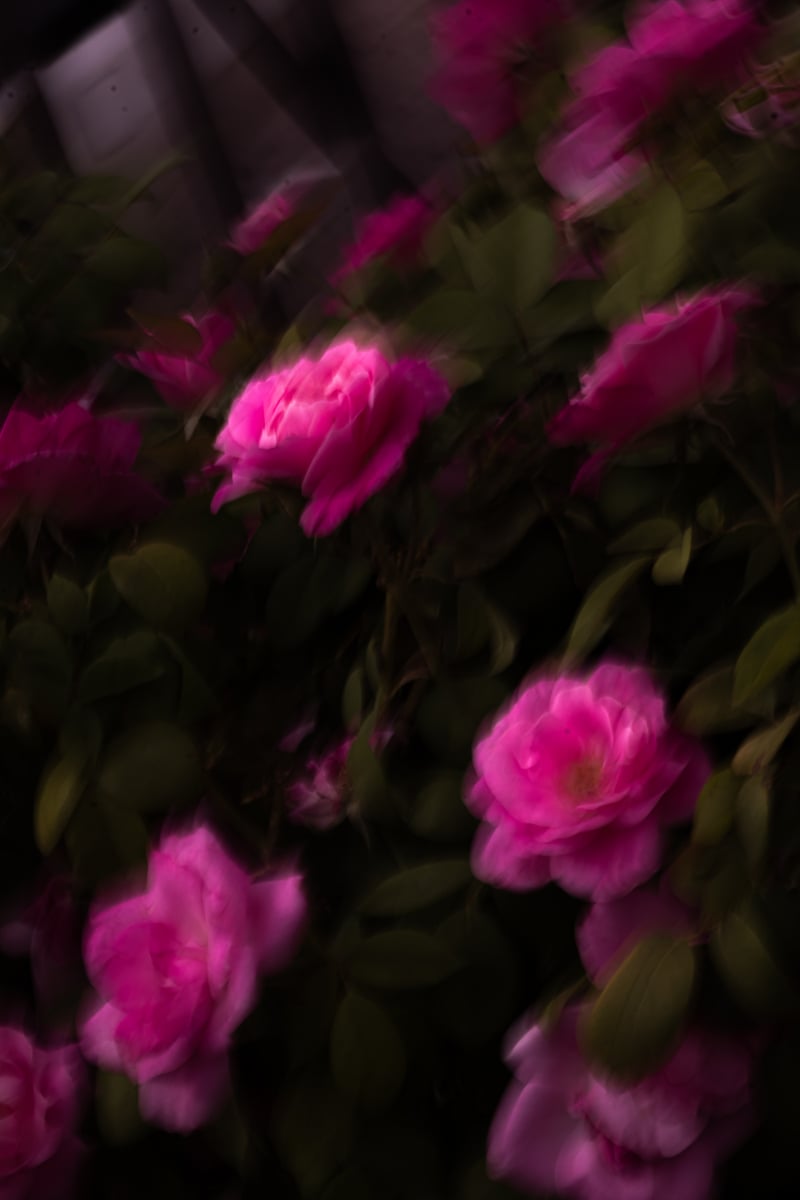 El Paso Municipal Rose Garden