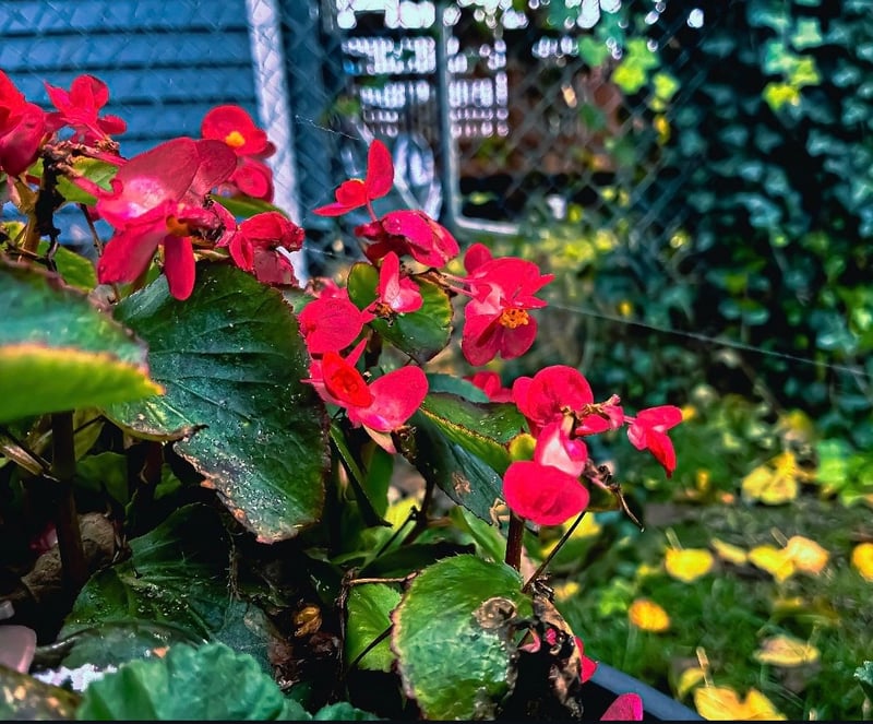 University Place Garden Blooms