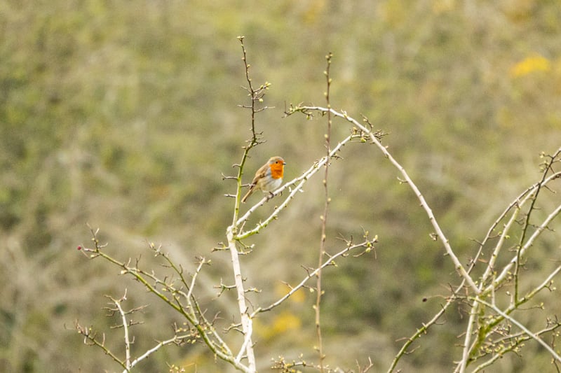Parkside Greenbelt