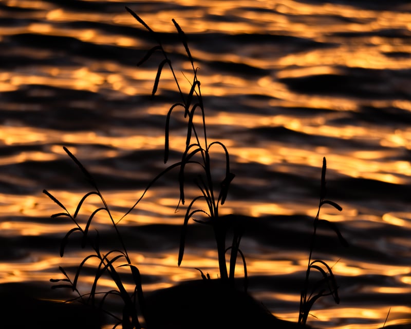 Golden Hour Waterside Silhouette