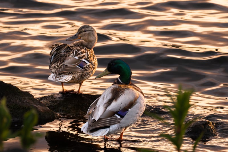 Lakeside Waterfowl Habitat