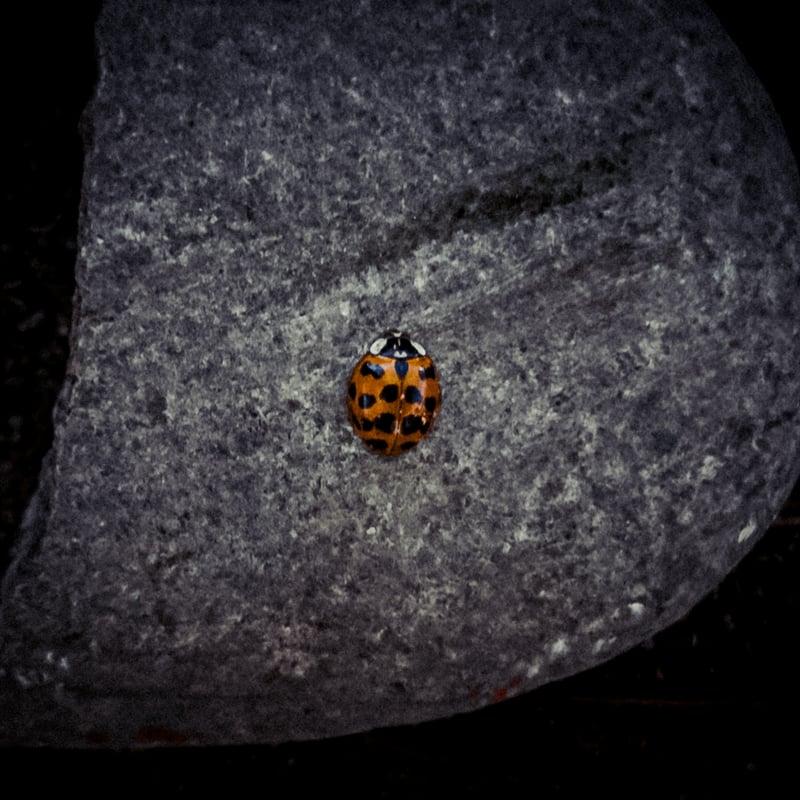 East 11th Avenue Macro Spot