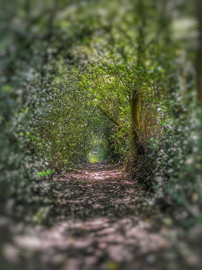 Hope Common Woodland Path