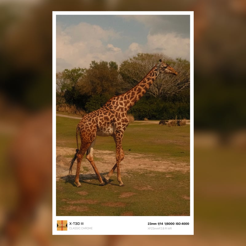 Disney's Animal Kingdom Lodge - Sunset Savanna