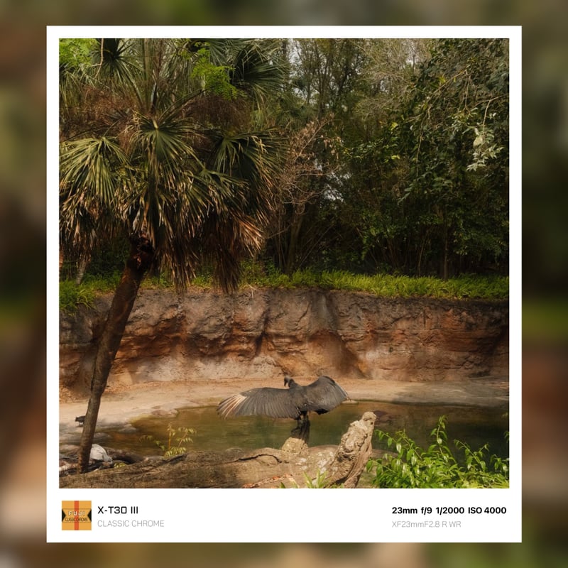 Disney's Animal Kingdom Lodge Savanna