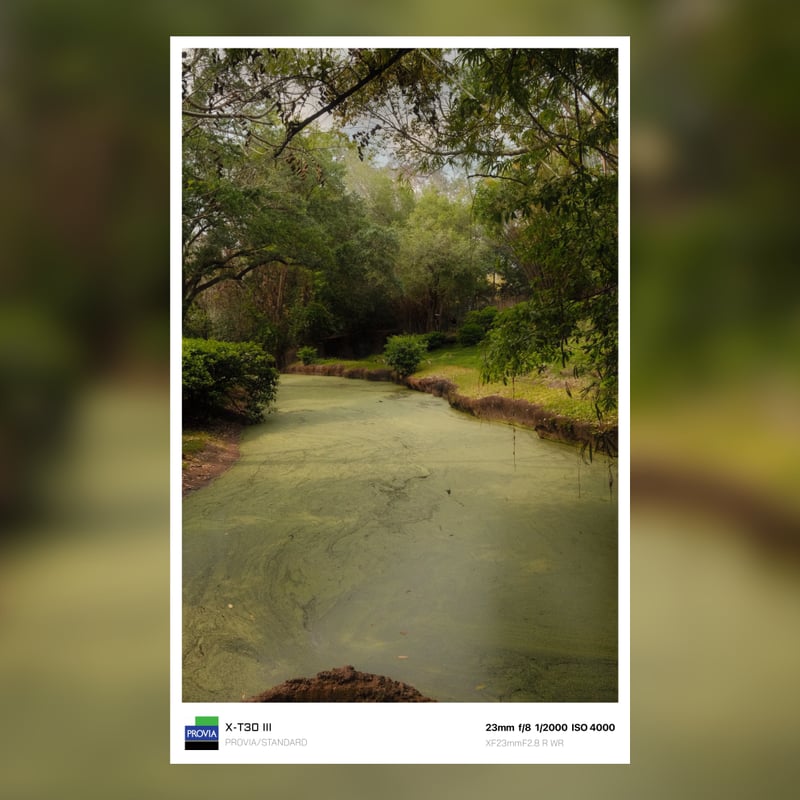 Disney's Animal Kingdom Lodge Savanna