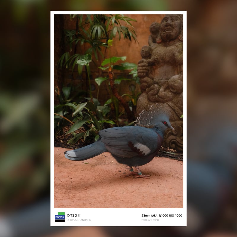 Kidani Village, Animal Kingdom Lodge