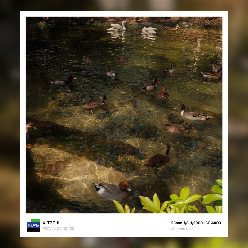 Kidani Village Waterfowl Pond