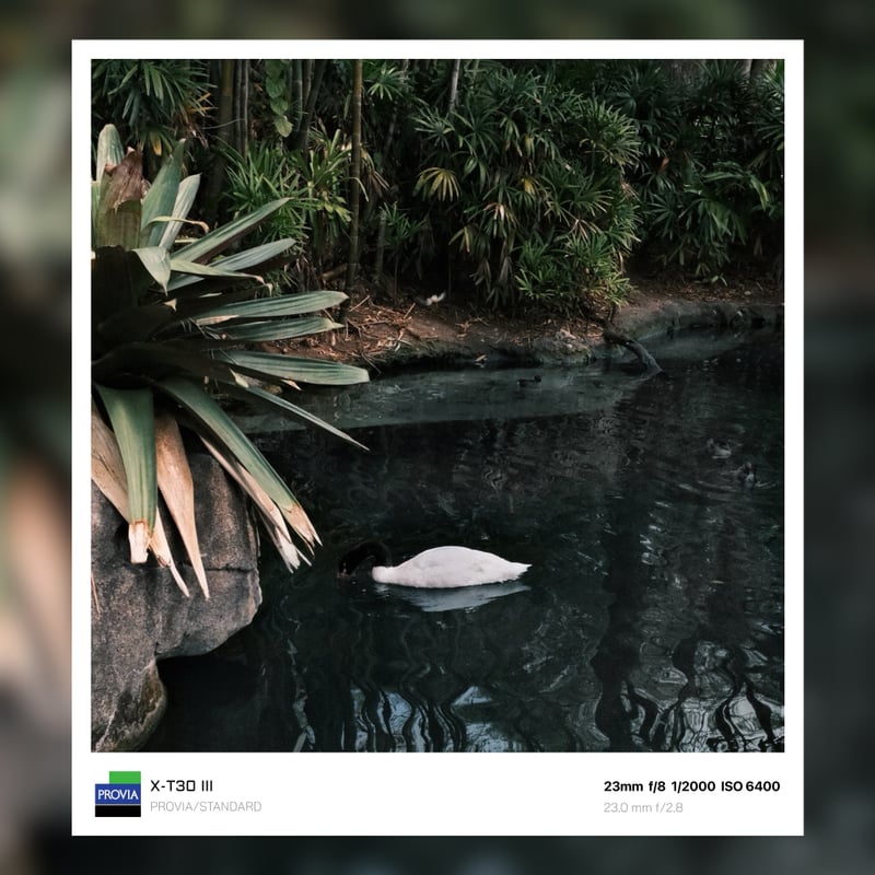 Disney's Animal Kingdom Lodge - Kidani Village