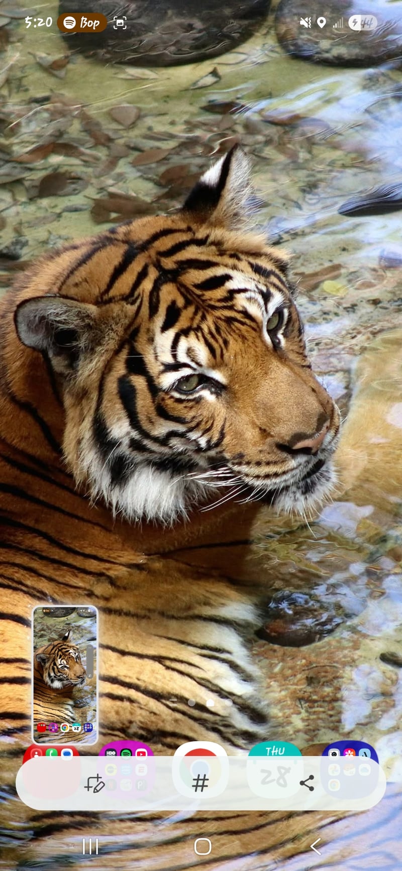 Busch Gardens Tampa Bay - Tiger Habitat