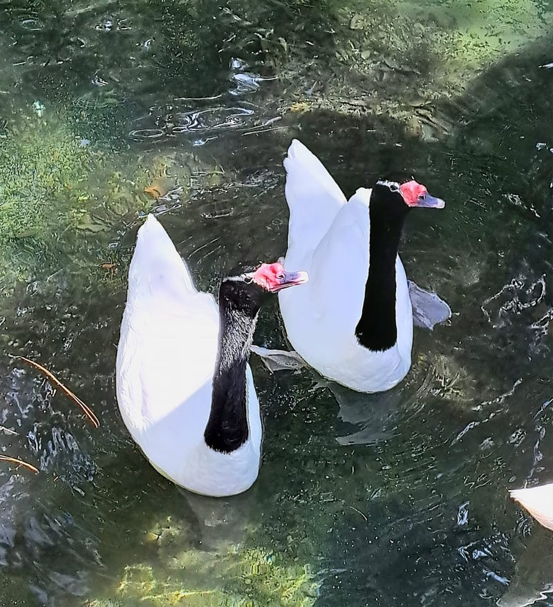 Busch Gardens Tampa Bay