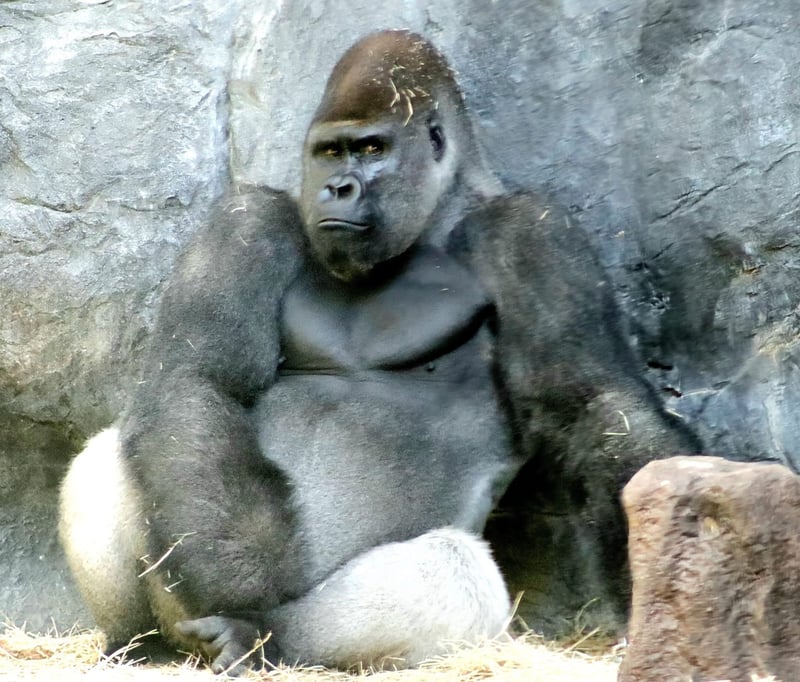 Myombe Reserve at Busch Gardens