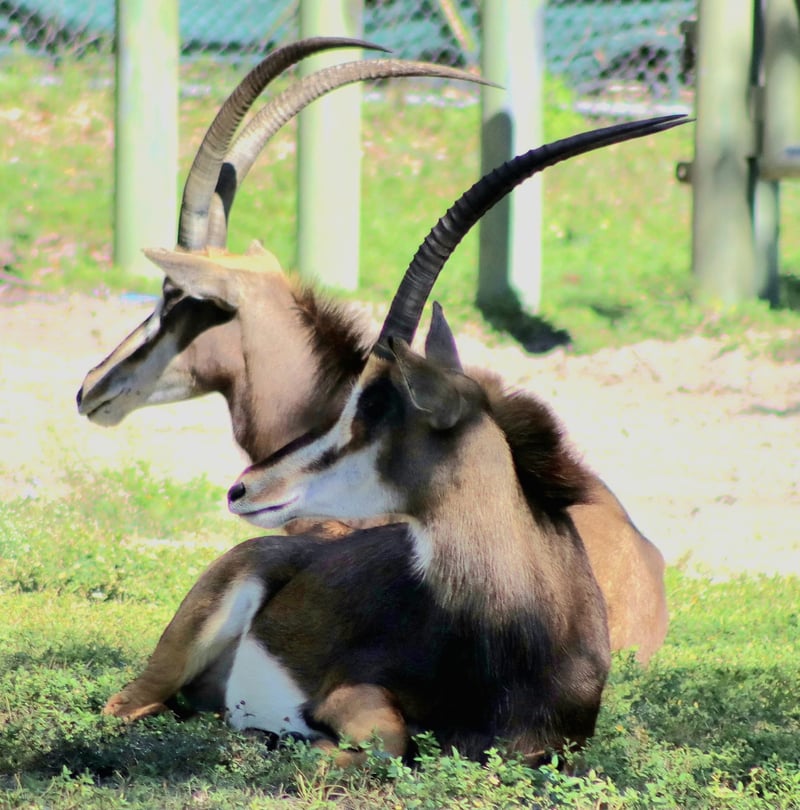 Busch Gardens Tampa Bay