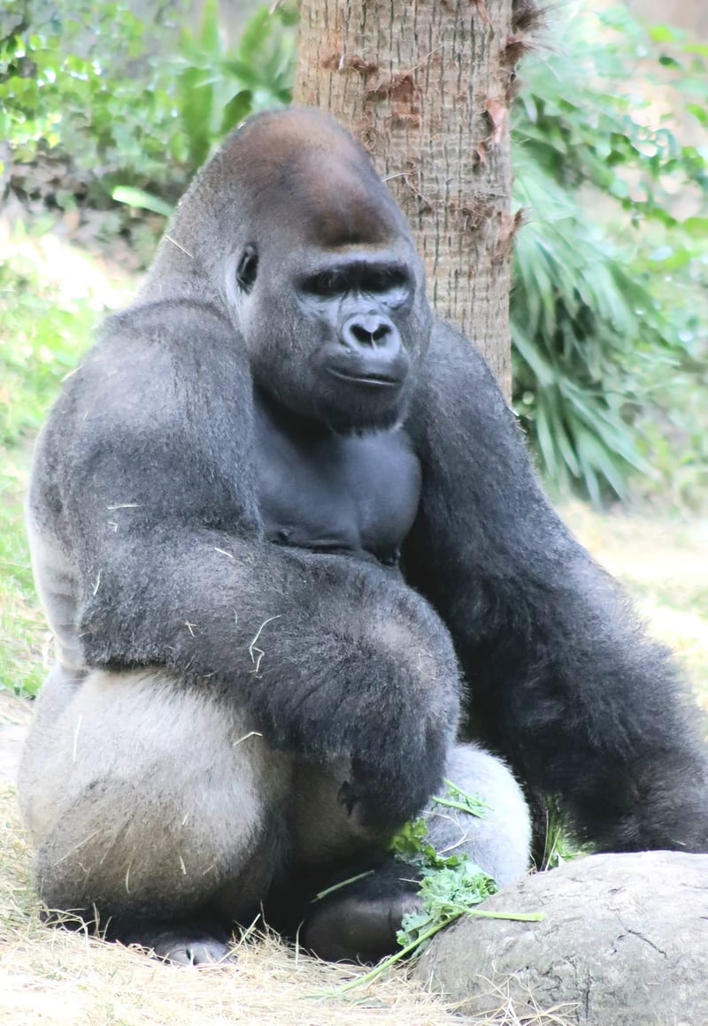 Busch Gardens Tampa Bay