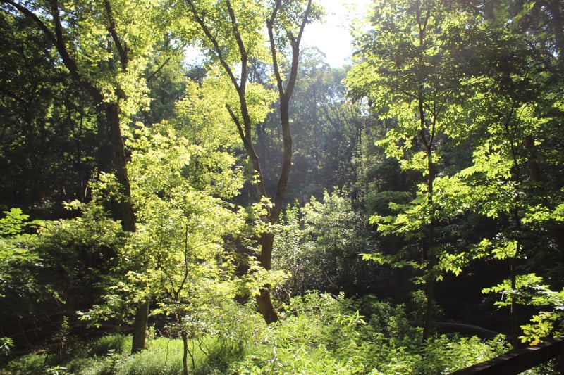 Radnor Lake State Park Trails