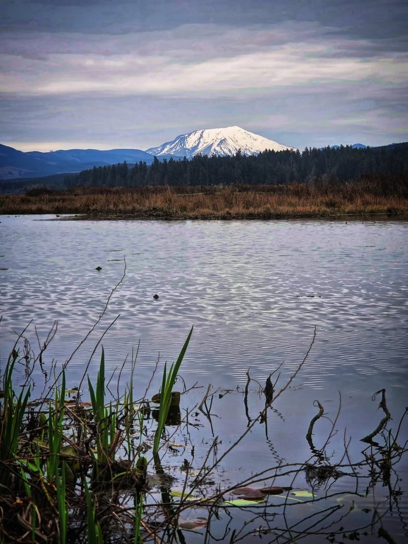 Silver Lake Mount St. Helens Viewpoint