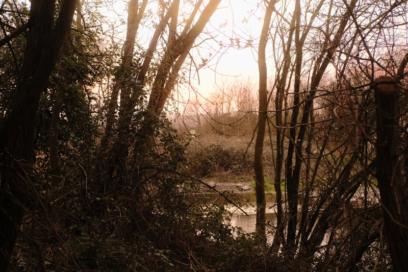Shinewater Park Wetlands