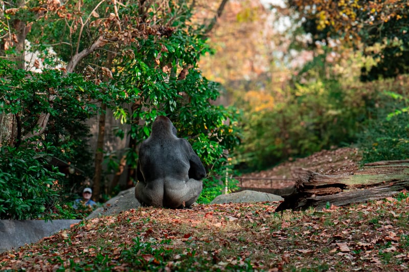 Zoo Atlanta Gorilla Habitat