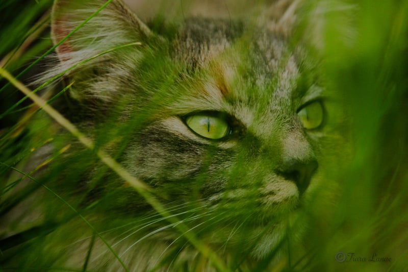 Yakima Garden Wildlife