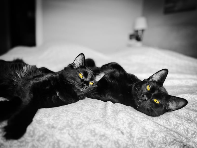 Saint-Bruno Indoor Pet Setting