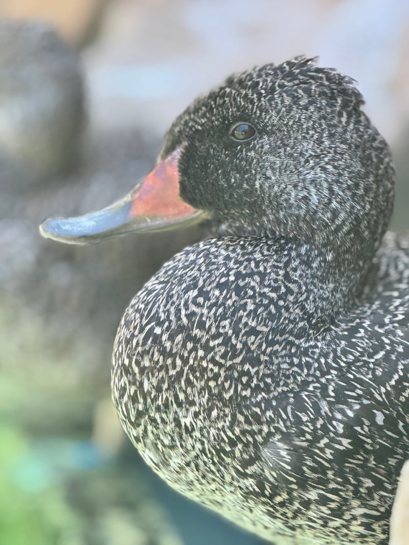 Cincinnati Zoo & Botanical Garden