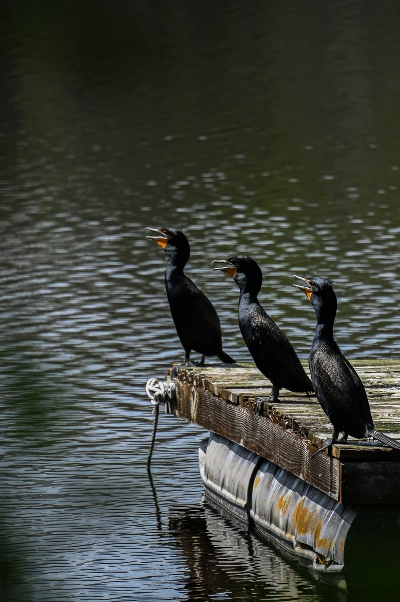 Six Mile Cypress Slough Preserve