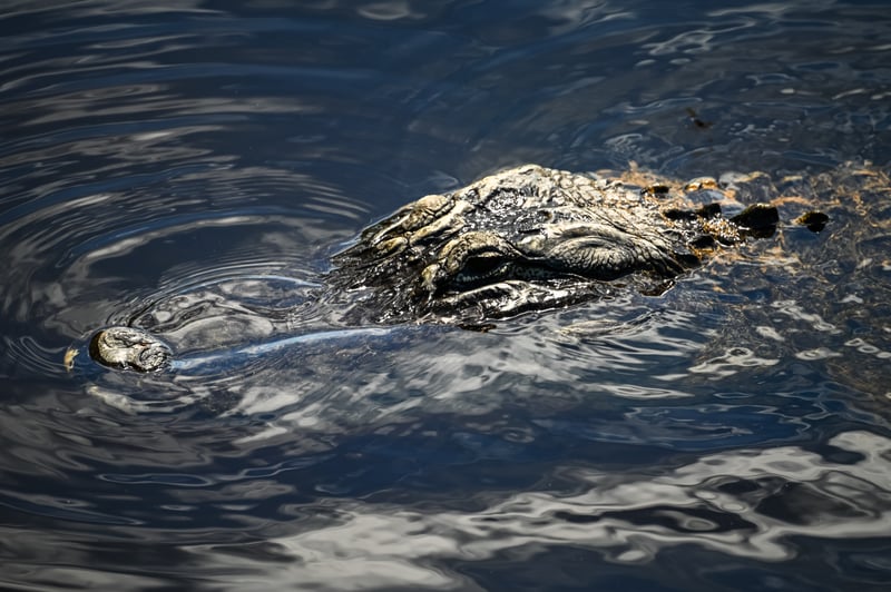 Six Mile Cypress Slough Preserve